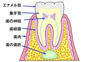 前橋市の歯医者のあおなし歯科クリニックが紹介する歯の豆知識情報です。