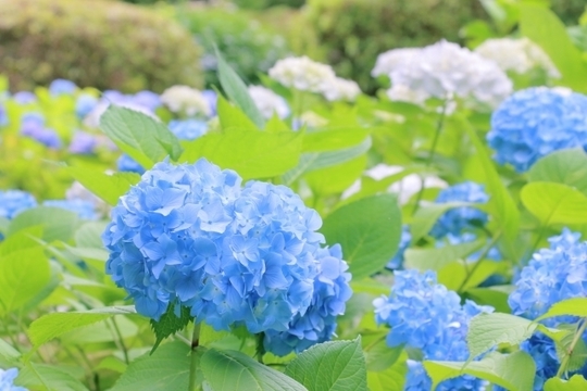 前橋市の歯医者のあおなし歯科クリニックが紹介する歯の豆知識情報です。